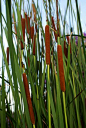 香蒲（Typha orientalis Presl）香蒲属作物，起源于中国，为多年生草本植物，一般株高1.5～2.5米， 须根， 具有地上假茎和地下根状茎。纤维用作物。别名蒲黄和蒲草。香蒲是制造人造棉和纸张的原料。叶和假茎分别是编织蒲包及蒲席的原料， 白嫩的假茎和根状茎可作蔬菜，蒲黄入药。