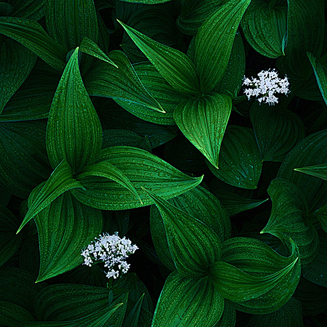 绿叶纹理自然质感清新主图图库png图片网图片素材背景素材3806825北坤