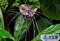 黑蝙蝠花这株模样极像蝙蝠的植物原产于亚洲热带雨林。不外，坦白的讲，我们更但愿其一向留在那边。