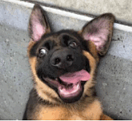 逗比拯救世界--专业的表情包搜索网站