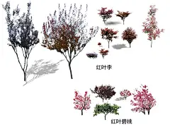 树  - 源文件下载【酷图网】树,树木,绿化树,绿化带,树林,抠的树,抠图,ps素材,效果图素材,景观树,景观素材,园林素材,绿叶,树叶,树枝,枝叶,绿色,绿树,大树,前景树,绿植,植物,灌木,高树,小树,矮树,高清树,自然景,树素材,一棵树,各类树,树种,红叶李,红叶碧桃,