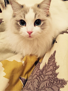 8NgVpcYk采集到猫咪