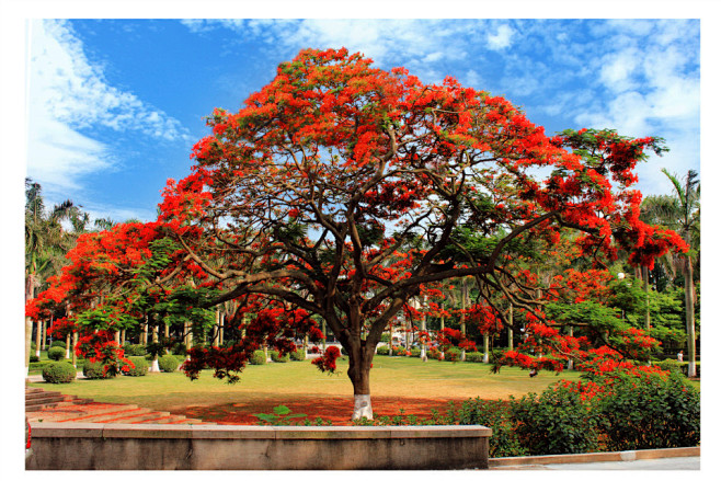 凤凰木1677309386318884355