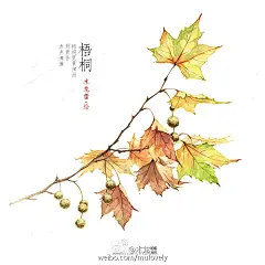 凑九张近期的手绘植物系列，中式水彩插画，花叶与诗词。 ​​​​