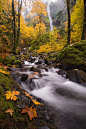 Photograph Gold and Green by Michael Bollino on 500px