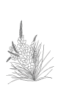 4花朵花卉植物插画线稿手抄报海报免扣元素