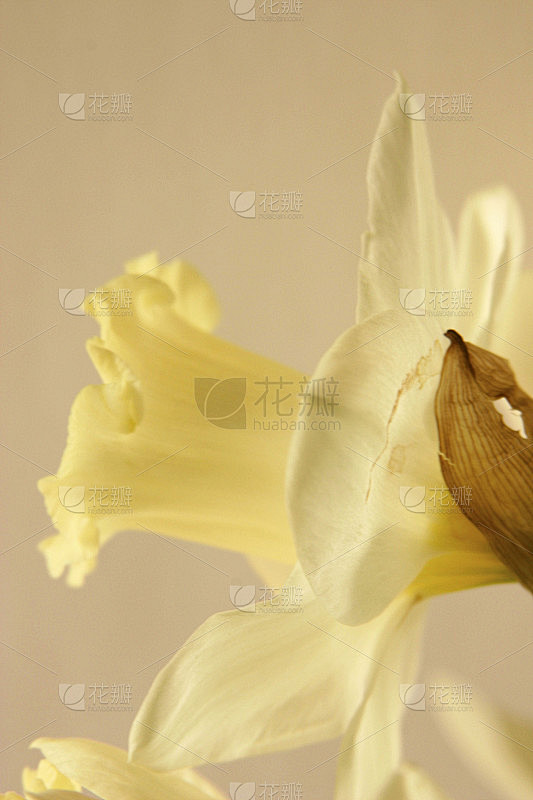 水仙花儿