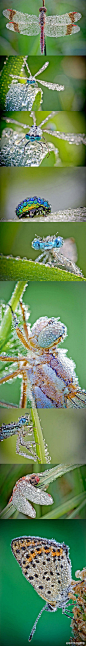 清晨的昆虫们都是白富美，个个披着一身水珍珠！ 