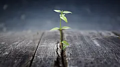 小清新绿叶嫩芽唯美高清桌面壁纸