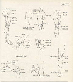 瞻顾采集到人体结构