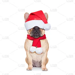 狗,圣诞老公,法国斗牛犬,巴哥犬,拳师犬,小鹿,贺卡,圣诞帽,留白,新的
