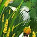 小满节气海报