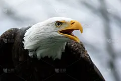 怒秃鹰(白头Haliaeetus leuccephalus)