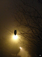 Owl: "Silhouetted.": 