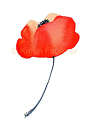 Watercolor Flower Art Print: Orange Poppy