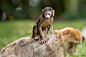 Two Monkey on Grass