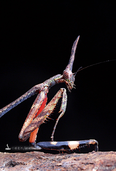 guoce采集到生物