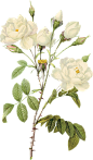欧美复古古典手绘植物花朵鲜花装饰包合集透明背景PNG免抠PS素材

