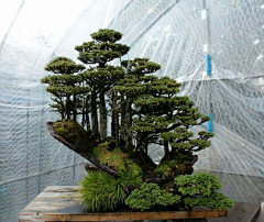 包子-7采集到花艺