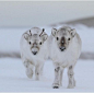 Baby Reindeers - so fluffy ! <3