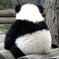 熊猫搞笑图_百度图片搜索