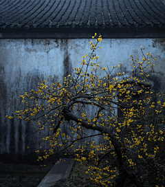 董方虹采集到背景图