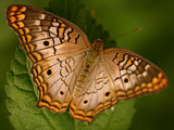 Butterfly Desktop Wa...
