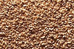 成熟有机杂粮粗粮摄影图图片