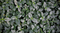 Vegetal carpet by Jul P. on 500px
