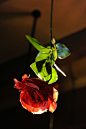 含笑的玫瑰——谁说玫瑰专属于爱情，纵然今朝红消香断， 我也要含笑魂归！