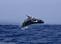 夏威夷座头鲸最远违反B1980