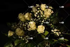 玫瑰 白色的 花 美丽的花朵 开花 一束花朵 自然 花壁纸