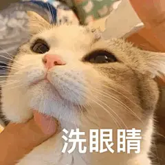 猫咪表情包_百度图片搜索