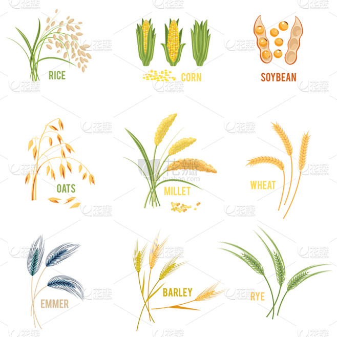 植物群,谷类食品,计算机图标,分离着色,农业,自然,大麦,稷,面包,糠