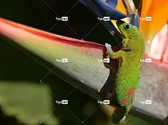 壁虎 极乐鸟 热带 花壁纸 夏威夷 自然 异国情调 美丽的花朵