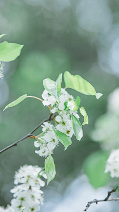 看雨季花期采集到素材