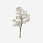 树干高清素材 树干 树木 树枝 棕色 免抠png 设计图片 免费下载