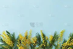 你好，春天，平躺。3月8日。时尚的含羞草花在蓝色背景与文本空间。妇女节快乐和母亲节快乐贺卡模板。美丽