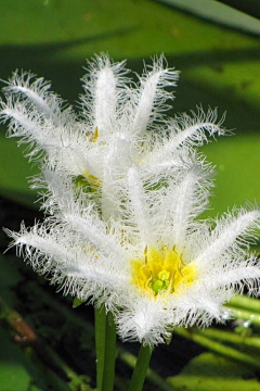 私は常に最高采集到植物