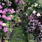 室内 花草 温室