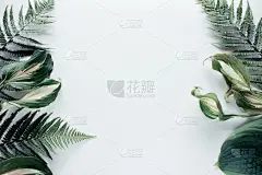 森林花叶子在白色的背景。平躺，俯视图