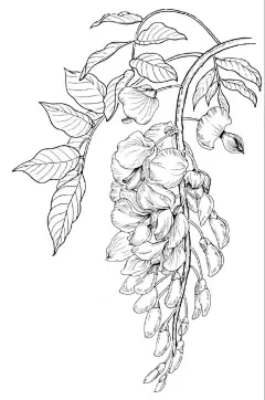 一组线描花卉～　（转） via @花卉插画 ​​​​