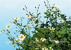 小雏菊插画  - 源文件下载【酷图网】小雏菊,小雏菊插画,插画,风景插画,矢量小雏菊,小雏菊矢量图,风景矢量插画,小清新插画