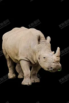 犀牛 【酷图网】犀牛高清图,犀牛,rhinoceros,犀牛海报,大型动物,动物海报,犀牛素材,高清犀牛,保护动物,保护自然,动物保护协会,自然,野生,非洲,野生动物,哺乳动物,动物园,动物昆虫