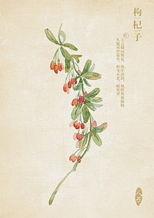 手绘中草药_cynthiayuly图片专...