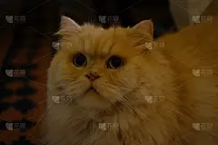 毛茸茸的波斯猫画像