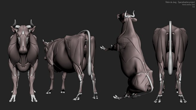 cow anatomy study, R...