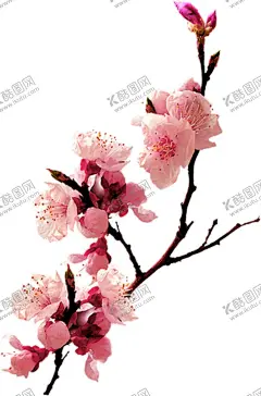 手绘桃花 【酷图网】桃花,手绘桃花,国画桃花,桃花国画,水墨画桃花,梅花,花枝,中国风,桃花梅花,花朵,植物,装饰素材,粉色,水彩,涂鸦,绘画,桃花树枝,古风花朵