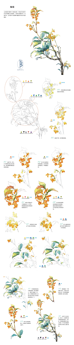 画画的花未佒采集到水彩