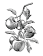 Botanical plant and fruits illustration vintage style